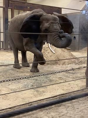 Went to the toledo zoo for the Christmas lights and saw that the elephants were doing tricks #cute #fun #elephant #toledozoolightsbeforechristmas #toledozoo #elephantsoftiktok #animaltricks #zoo 