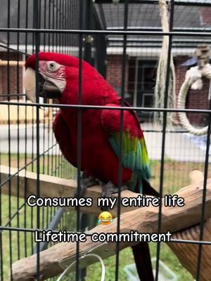 #commitment #notahobby #birdlife #macawlife #parrot #exoticpets #mylove #longlife 