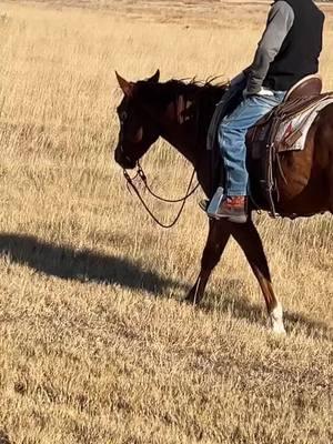 Let those reins swing #johnanderson #swingin #ranchy #ranchin #roger #rogerapproved 