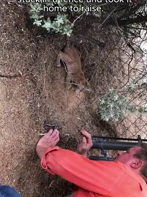 Rescue a baby bobcat #rescue #rescueanimals #animalsoftiktok #animal #bobcat #bobcatsoftiktok 