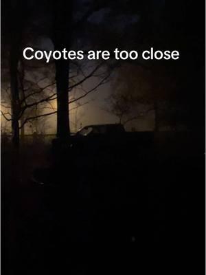 Coyotes sound scary when sound carries #tooclose #foryoupage #fyp #farmlife #freelandsgypsyhorses #coyote 