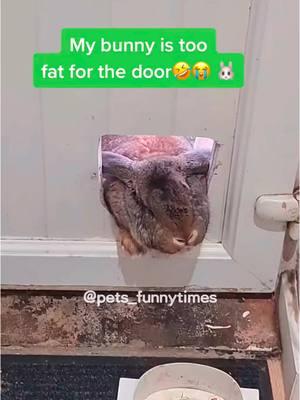 The rabbit is such a funny fool🐰🥰🥰🤣#rabbit #rabbits #cuterabbit #rabbitlover #rabbitsoftiktok #fyp #foryou #foryoupage #funny #funnyrabbit #funnyvideos #funnytiktok #funnyanimals #usa