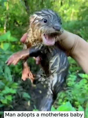 Rescue a baby otter #animals #animalsoftiktok #rescue #rescueanimals #otter #ottersoftiktok 