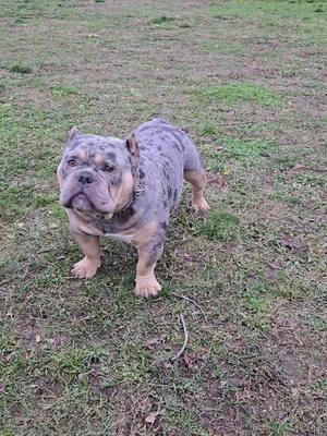 #bullies #bully #trimerle #bluetrimerle #eat #merle #saginawmichigan #puremichigan #bulliesoftikitok #pocketbully #exotic #pocketbullies #bulldogsoftiktok #genghiskhan 