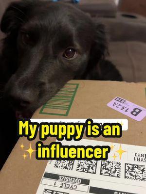 Larissa’s first ✨ unboxing ✨  #unboxinghaul #puppycheck #puppymischief #bordercolliepuppy #meetmydog #funnydogs #dogmum #puppyinfluencer #doginfluencer #influencerstyle 