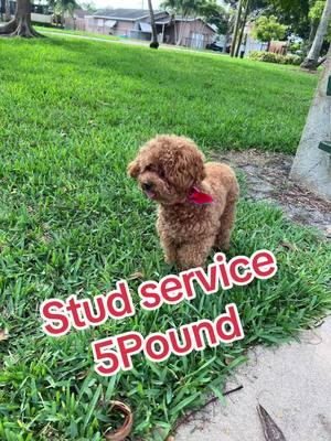 Ready para stud service 💦 #poodle #redpoodle #poodlesoftiktok 