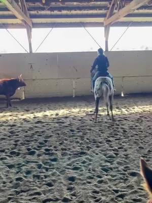 Seven worked cows for the first time and we had a blast and have some things to work on! #fyp #2yroldfilly #seven #appy #appaloosa #horselife #colts #fillies #workingcows 