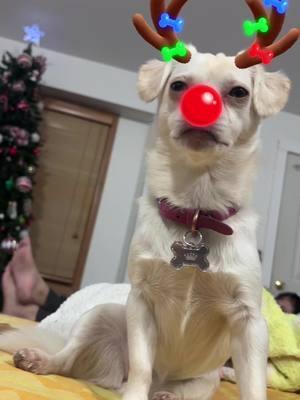 The cutest little Chiweenie Reindeer your ever going to see!! #dogsoftiktok #chiweeenie #christmasdog #rudolphtherednosereindeer #fyp #fupa 