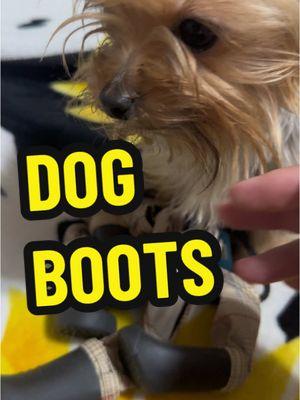 #dogboots #dogshoes #dogfoorwear