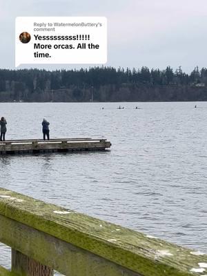 Replying to @WatermelonButtery here’s an old video of J Pod that I dont think I ever posted. 3/19/23 #srwk #jpod #pnw #salishsea 