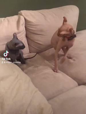 They’ve been BFFs since day one….  #m#mistercrinklesp#prettyc#catsc#catsofinstagramf#fypv#viralm#meowl#loverc#catsd#donskoyh#hairless#s#sphynxcatp#PetsOfTikTokn#nakedcatss#sphynxtokS#Sphynxaddictionc#crazyf#funnyf#funnyvideosu#uniquevideosd#dinguscatsphynxb#backtothekittyshekindofprettyc#clariceandmistercrinkless#skinwalkersn#naughtyg#gobling#gremlinsu#utahv#veterinarymedicininev#vetmedlifec#claricec#courtneyg#geriatriccatm#meows#seniorb#BestFriendsc#catsofinstagramm#meowo#oldladyf#fyppurr 