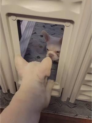 Is that my own reflection or my sibling?👀#frenchiereels #frenchiepuppy #frenchiedaily #frenchievideos