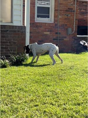 This hasn’t ever been in our yard before!🤣the turtle was saved and everything was okay! #dogvideos #puppyvideos #velcrodog #clingypet #dogmom #cutedog #puppy #puppylove #dogsoftiktok #dogsvideo #germanshorthairedpointer #puppytok #puppylife #funnydog #gsp #gspoftheday #gspsoftiktok #gsppuppy 