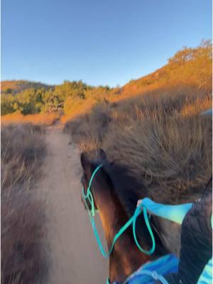 #pasofino #trailhorse #horsebackride #sandoego #horsegirl #letsride #hevean #bitless #sandiego #california 