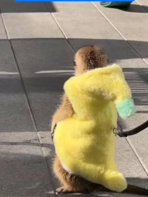 Shanghai is next level. #meerkat #shanghai #wow #China #walking #street #cute #fur