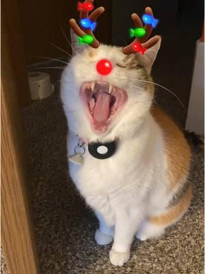 Music the red nosed reindeer #musicthecat #reindeerfilter #catmas #christmascat #chriatmascats #catlady #crazycatlady 