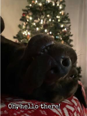 Just sleeping his best sleep by the Christmas tree #christmastree #snoozefest #sleepingdog #cozy #christmastime #christmasdog #labsoftiktok #chocolatelabrador #backsleeper 