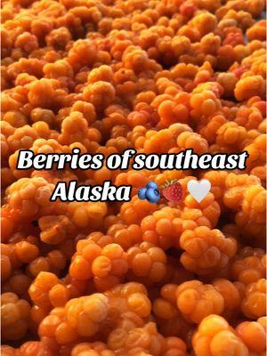 Replying to @saltforchrist tempted to dig out a couple bags out of the freezer 😋 dont forget to check my other socials 🥺🤍 hopefully will have stuff posted to YT soon ✨ #alaskan8ive #alaska #berries #nature #foraging #fruit #wild #alaska #ak #pnw #island #islandlife 