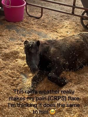 Replying to @Nicole Peewee has had some rough days lately, but I think the new meds have helped some. Giving him a little more time for improvement, before we make tough decisions 🙏🏻🙏🏻🙏🏻#paizleysponies #paintedponiesranch #animalsoftiktok #PetsOfTikTok #horse #minihorse #ponies #prayers #prayersneeded 