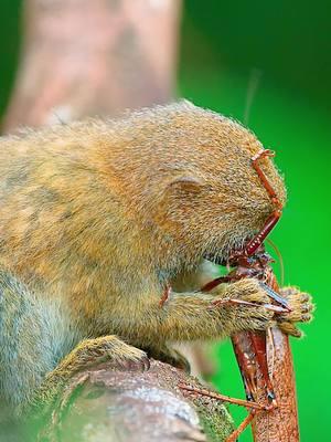 The smallest monkey, so cute #wildlife #tiktok #foryoupage #hunting #viral #trending #monkey #fyp 