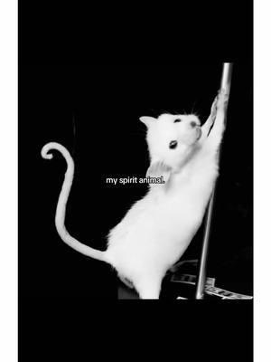 #rat #emo 