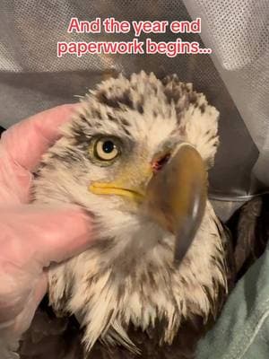 As the 2024 Rehab Season winds down and the paperwork begins, so many former patients pop into our memories ❤️  Thanks to the generosity of our friends and followers, we are able to help birds like this eagle.  Hit by a car on 3/1, bruised and battered, but not broken!    Cared for wounds and watched strength return ❤️  Banded and released on 3/24. Flew off strong.  4/17 bird was spotted an hour north of release by a photographer.  We LOVE getting sightings of former patients thriving out in the wild ❤️ #eagle #baldeagle #wildliferehab #wildliferehabber #release #releaseday #banded #lovemyjob #dayinthelife 