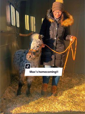 Max’s homecoming!!! #fy #fypシ゚viral #minihorse #miniaturehorse #horsetok #pets #animals #leopardappaloosa #appaloosa #mybaby #horsetok #horses #Love #farm #farmlife #horsegirl #pony