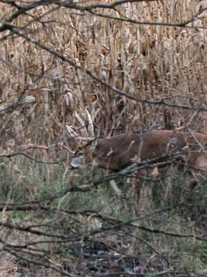 How to Find big Bucks during the Rut! #fyp #hunting #whitetail #viral #relateable 