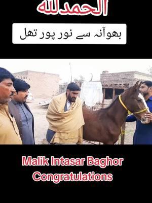 #kumet wachera #sale #ho #gia #Malik intasar baghor#Noor pur thal #congratulations #ShaukatHayat #AminpurBanglakidunya #information #Horse Lovers video #