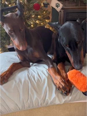 get a puppy, they said  #fyp #doberman #puppystage #puppy 