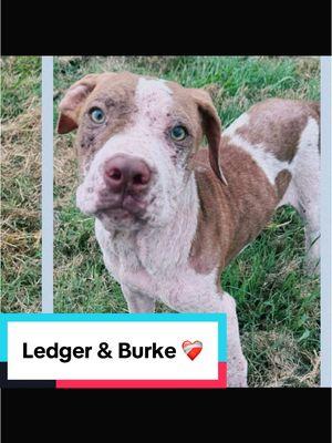 🎥✨ From a Rough Start to a Fresh Beginning: Meet Burke & Ledger ✨🐾 🌟 Life hasn’t been easy for these boys. Burke and Ledger came from a tough situation where their owner was taken into custody, leaving them without a home. 💔 Tragically, their mom lost her life after being shot by a neighbor for free roaming. Despite all they’ve been through, these sweet souls have so much love to give. ❤️ 🐕 Burke, the social butterfly, didn’t take long to charm his way into a loving home! 🏡✨ But his more timid brother, Ledger, is still searching for a place to call his own. This gentle boy needs a soft, safe spot to land—could it be with you? 💕 🙏 Let’s help Ledger find his forever family! Share his story and give this sweet pup the fresh start he deserves. 🌈🐶 📍 Contact us: - Happy Paws Haven Co. Metro Detroit, MI. ❤️ #AnimalRescue #AnimalRescue #NoKillShelter #MisunderstoodNotAggressive #RescueDog #foreverhomeneeded #foreverhomeneeded #fyp #fypシ゚viral #sharethemagic #donate #fyp #fypシ #fypシ゚viral #dogsoftiktok #dog #dogsoftiktok #dog #adoptme #adopt #pitty #pittylove #americanbully #american #mi #dwt #detroit 