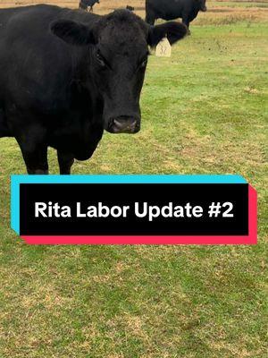 Replying to @Hot Mess Ranch Morning Update on Rita’s labor. Checking to see if she has the #calf last night.   #angus #cattle #ranch #ranchtok #farmanimals #cow #cowsoftiktok 