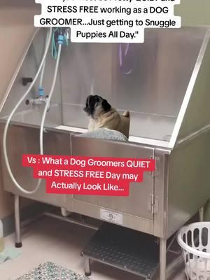 Some days I just leave work with a migraine. #doggroomersoftiktok #dayinthelifeofadoggroomer #doggroomer #barkingdog #pug 