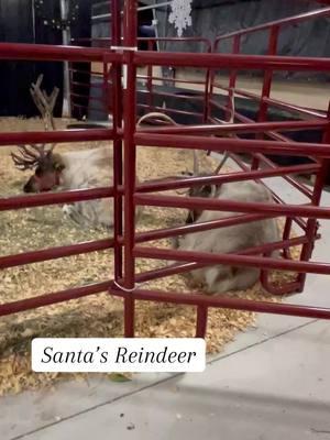 Santas Reindeer!  #santa #fyp #santasreindeer #christmas #animals #holiday #❤️❤️ #viral #trending #coolsight #Rudolph #merrychristmas #holidayevent 