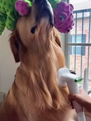 Tiktok shop find! @Geoorood pet Say goodbye to shedding chaos! #doggrooming #petcare#PetVacuum #goldenretrieverlife #furball #GroomingTool #DogGrooming #GroomingVacuum #PetGrooming #PetHairRemoval #giftfromtiktokshop #tiktokshopfinds #TikTokShop #viral