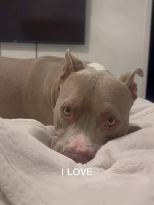 ❤️ #ilove #pittiesoftiktok #pittylove #dogmom 