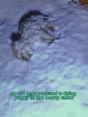 An old man rescued a dying puppy in the heavy snow #rescueanimals #rescuer #saveanimals #kindness #dog #foryou 