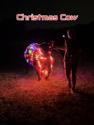 It was going so good until it wasn’t lol  #fyp #influencer #showcattle #keepinitcountry #showlife #viralvideo #cattle #lights #christmastiktok #conway #viral #funny #falling #christmas #cow 