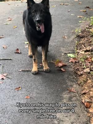 Pretty sure he has a seperate bladder for marking because literally how do you have any pee left #germanshepherd #gsd #workinglinegsd #workingk9 #dogcommunity #DogTraining #bitework #schutzhund #igp #dogsoftiktok 