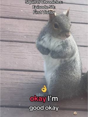 Squirrel Chronicles:  Episode 50 !  Grand Rising Squirrels  #shapoppinwithshannon #squirrels #squirrelsoftiktok #squirreltok #wildlife #nature #storytime #squirrelchronicles #fypシ #furryfriends #animals #animalsoftiktok #GOMP #mypetsquirrel #squirrel #squirrelgang🐿 #squirrellife #furbaby #samuel #samuelj #mysquirrel #mypetsquirrel #squirrelsoftiktok #squirrels #squirreltok 