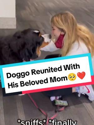 Most Emotional Dogs Reunions With Their Beloved Owners That Will Melt Your Heart 🥺❤️ #dog #dogsoftiktok #dogs #doglover #doggo #dogtok #puppy #puppytiktok #puppydog #puppytok #owner #reunion #reunited #Love #adorable #hearttouching #heartwarming #wholesome #emotional #crying #priceless #reaction #moments #fyp #foryoupage #fypシ 