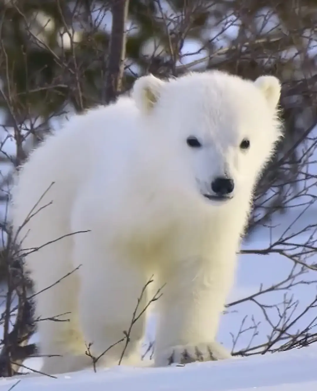 The polar bear is the largest extant species of bear and land carnivore, with adult males weighing 300–800 kg (660–1,760 lb). The polar bear is considered a vulnerable species with an estimated total population of 22,000 to 31,000 individuals. Its biggest threats are climate change, pollution and energy development. #polarbears #ottersandothers #nonprofit #vulnerablespecies #animalconservation #polarbearconservation #animaleducation #zooandconservation 