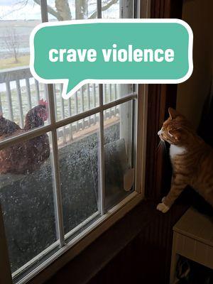 the chickens are roosting onnWednesday's house and it's driving the indoor domestics crazy. #mango #orangegirlcat #chickens #cattok #catsoftiktok #craveviolence #cats 