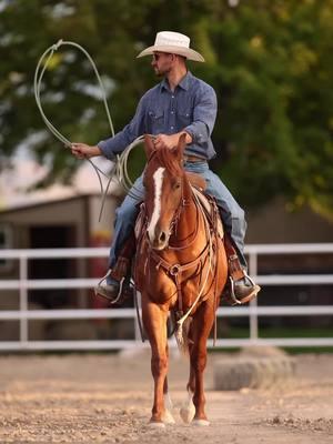 We couldn’t be more excited for our coming 3 year olds by Catty Rey. 😏🤌🏼💯 #thebpranch #bpperformancehorses #cattyrey #riatabuckle #headhorse #ropehorse #ropehorses #runcowcross #thegoodbyelane #roping #equinelife #elite #marepower 