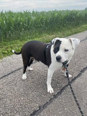 #DogMom after i lost my soul dog, i take extra precautionary care of my rescue pit mix, Peter Benton #girlsbestfriend #rescuedog #healthydog #animallover #vet #vettech #healthyliving #dogsoftiktok #dogtok 