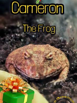 Christmas Cameron put so much thought into his gift for you!! What did you bring him? 🐸 #frog #meme #petfrog #frogmeme #funny #christmas #gift #giftexchange #secretsanta #Pet #animal #fy #fyp #lol #cute #reptile #amphibian #pacmanfrog 