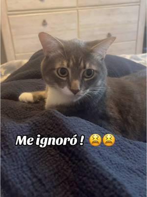 Mi fiel amigo #peppers #🥰🥰#cat #migatito #mascotas #mihijopeludo #siempreconmigo #yaestabueno #hijopeludo #sinverguenza #migatitoyyo #paratiiiiiiiiiiiiiiiiiiiiiiiiiiiiiii #fypシ゚viral #sinpelosenlalengua #fypage #sigueme_para_mas_videos_asi 