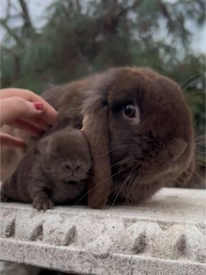 🐰🤎 spot the baby 🍫🐰 #fyp #babybunny #chocolate 