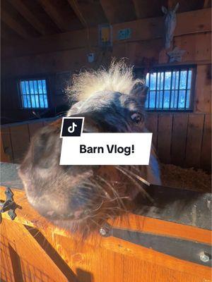 Barn Vlog! #Vlog #barnvlog #fyp #fypシ゚viral #fy #minihorse #miniaturehorse #horsetok #pets #animals #farmlife #morningroutine #farm #horsegirl #leopardappaloosa #farmanimals 