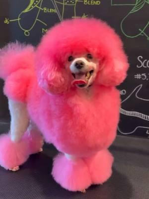 Its giving cotton candy 🩷 #cutedog #doggrooming 